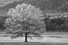 Spring Tree in Cades Cove