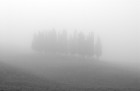 Tuscan Cypress in Fog