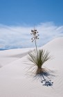 Yucca Portrait, White Sands
