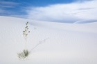 Yuccas, White Sands