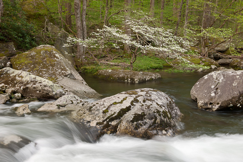 Dogwood along the Middle Prong of Little River in the Smokies.
