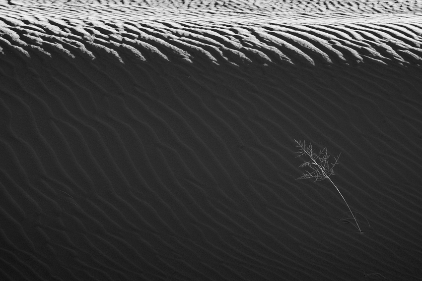 Grass in Dune Shadow. (Nikkor 80-400mm on Nikon D810.)