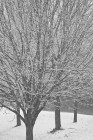 Office Trees in Snow