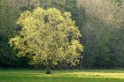Spring Green Tree, Cades, Cove